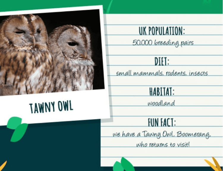 Wildlife Animal Spotting - Lake District 
