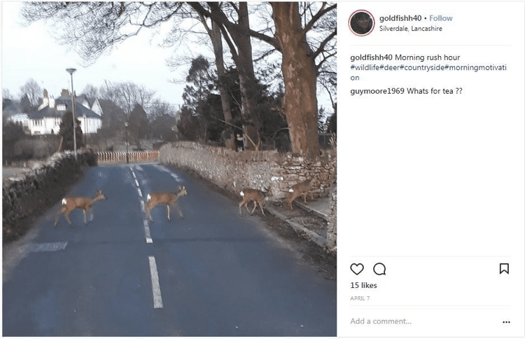 Wildlife Animal Spotting - Lake District 